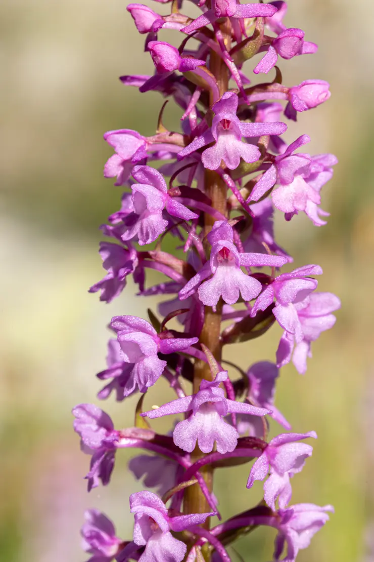 Langspornige Handwurz (Gymnadenia conopsea) [4]